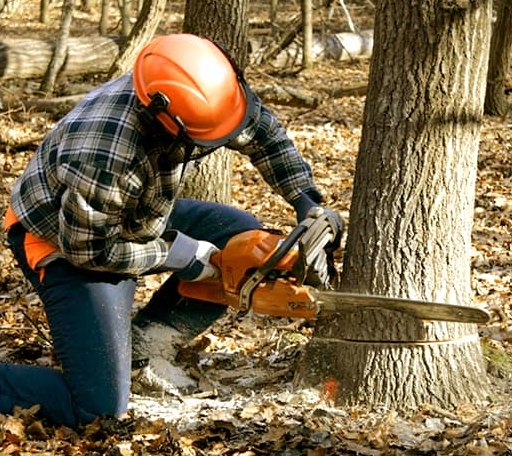 Tree Removal in Aurora, NC